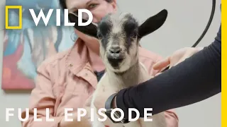 Spunky Little Goat (Full Episode) | Heartland Docs, DVM