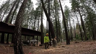 Felling Tree Stems Against Their Lean (Swinging a Side Leaner & Pulling a Back Leaner)