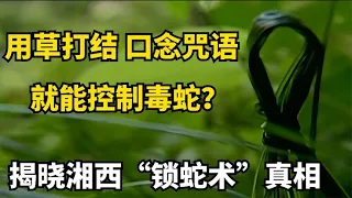 用草打结 口念咒语，就能控制毒蛇？，揭晓湘西“锁蛇术”真相。