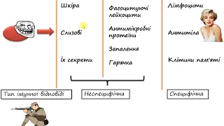 Імунна система по-простому. Детальний огляд