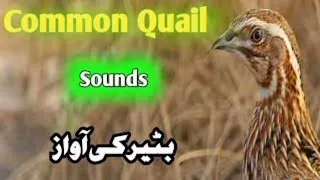 Bater Ki  Awaz, Batair ki Awaz, Bater , Bater  Bater voice  Common quail