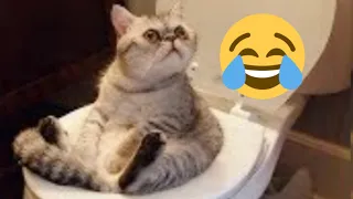 Try Not To Laugh Challenge - Funny Cat & Dog Vines compilation 2023 #2