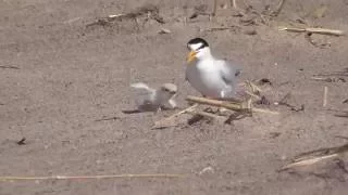 Least Tern Chick gets chased 6-23-2016 - Sandy Pt. State Park,  Plum Island, MA