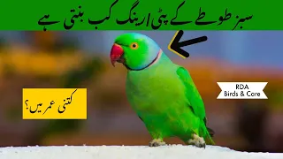 Ringneck Parrot ki Ring kitni Dair Baad Banti Hai?|Neck Ring|Tips & Info in Hindi/URDU|BY RDA