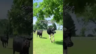 Cow Gets a Second Chance