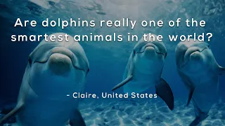 Are dolphins really one of the smartest animals in the world?