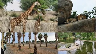 Sharjah safari park:Doors to Africa| Visit Serengeti most thrilling area,savannahs,birds & Giraffes