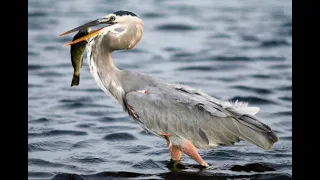 Great blue heron sounds