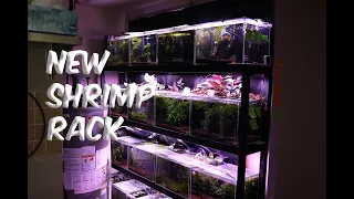 New Shrimp Rack   Caridina