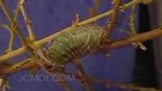 Caterpillar fails cocoon building 101 (time lapse) V00650