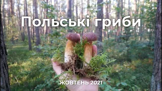 Польські гриби, Гірчаки, Чорні грузді.