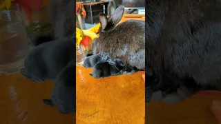 a beautiful 😍 scene of baby rabbits with their mom bunny nursing milk