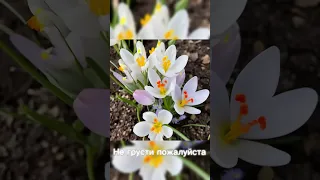 Для души ♥️ Открытка с цветами 🌸 Прекрасного настроения 🌹