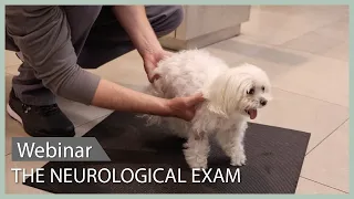 The Neurological Exam: Achieving A Localization || SEVN Webinar Lecture #7