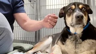 Watch this shelter dog melt the first time he's pet - family dumped him because they were moving 😔