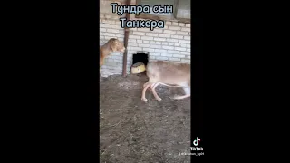 Самый дающий кочкор Танкер