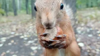 Ушастик и очень голодная белка / Ushastik and a very hungry squirrel