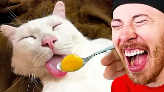 World's FUNNIEST Animals Compilation!