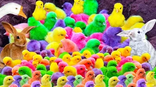 Tangkap Ayam Lucu, Ayam Warna Warni, Ayam Rainbow Gokil, Kelinci, Kucing Lucu, Bebek, Hewan Lucu #01