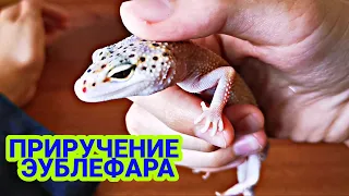 ПРИРУЧЕНИЕ ЭУБЛЕФАРА! КАК ПРИРУЧИТЬ ЭУБЛЕФАРА! EXO TOP