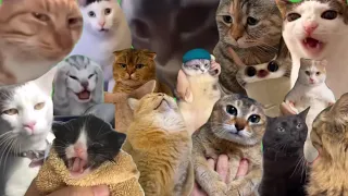 Best Cat Memes