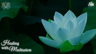 Relax Meditation Music, Sound of Lotus, Mental & Body Healing Music, Raise Positive Vibrations