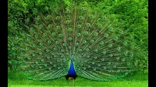 Beautiful Peacock Dance with natural sound - Pets Planet