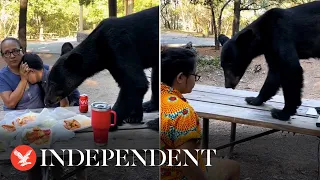 Bear jumps onto picnic table and tucks into young boy's lunch as woman shields him