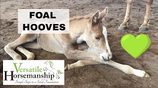 Newborn Foal Hooves | Eponychium // Versatile Horsemanship