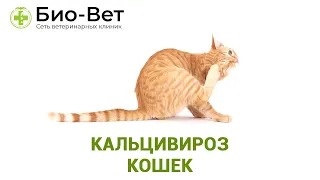 Кальцивироз кошек. Ветеринарная клиника БИО-ВЕТ.