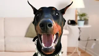 Funny Doberman Dog Compilation NEW