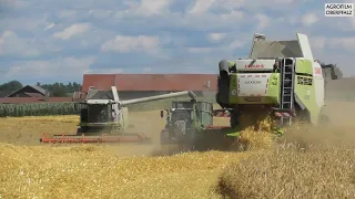 Im Team - 15m auf einmal - Claas Lexion 740 und 560 beim Gerste dreschen -Landw. Lohnbetrieb Zollner