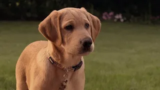 Marley & Me: The Puppy Years: Moose's fart | MAG1212