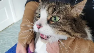 Matted Cat Have A Lion Clip