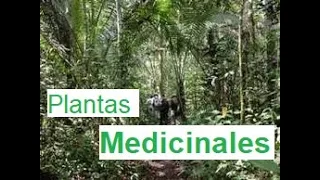 Plantas medicinales de la selva peruana/ el paraíso de las  plantas medicinales