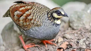 Taiwan partridge (Arborophila crudigularis) pair | close view | male | female | feeding | foraging