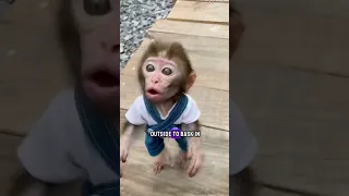 Clever little monkey#shorts #monkey#pet #shortvideo