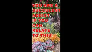 You are a succulent addict if you can relate to this! #shorts #succulent #gardening