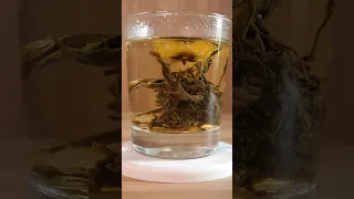 Time lapse Blooming Tea Magical Flower Tea #shorts