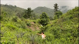 Planting tomato🍅|collecting wild veggies 🥦🥒🥬|roasting🍖🍗🥩|family time #nature #villagelife #food