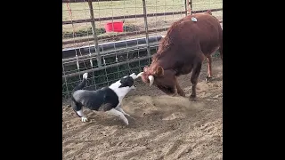 Dog breaking cattle with Brodey