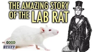 The Amazing Story of the Lab Rat