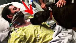 Семья умирающего парня пришла в больницу с его собакой, чтобы она попрощалась со своим хозяином