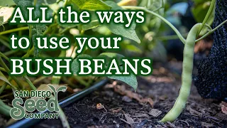 Landreth Stringless Green Beans | How to Grow & Use These Productive Plants