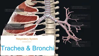 Anatomy | Respiratory System - Trachea and Bronchi