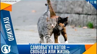 Самовыгул котов – свобода или жизнь