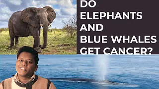 Why don't all elephants and blue whales have cancer?