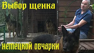 Выбор щенка немецкой овчарки с Евгением Шайхудиновым
