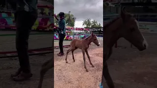 horse baby attack ❤️ #horse #horsebaby