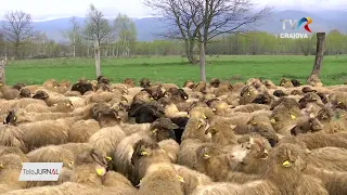 MIEII DIN FERMELE GORJENE IAU CALEA STRĂINĂTĂŢII